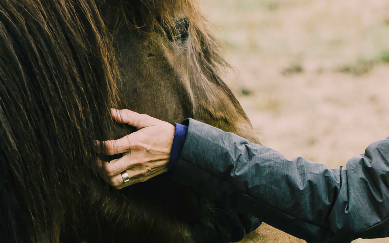 Charlotte Brunet Kinésiologue, réflexologue plantaire, massothérapeute et praticienne de la Trame - Accompagnement des femmes enceintes, masages - communication animale
