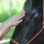 Charlotte Brunet Kinésiologue, réflexologue plantaire, massothérapeute et praticienne de la Trame - Trame animale